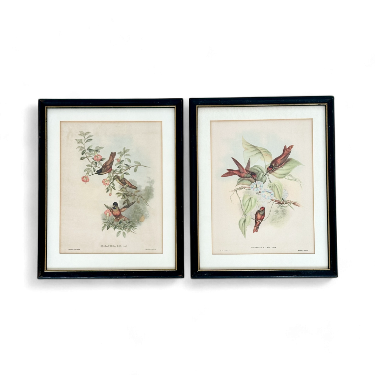 Family of Hummingbirds by John Gould, Pair