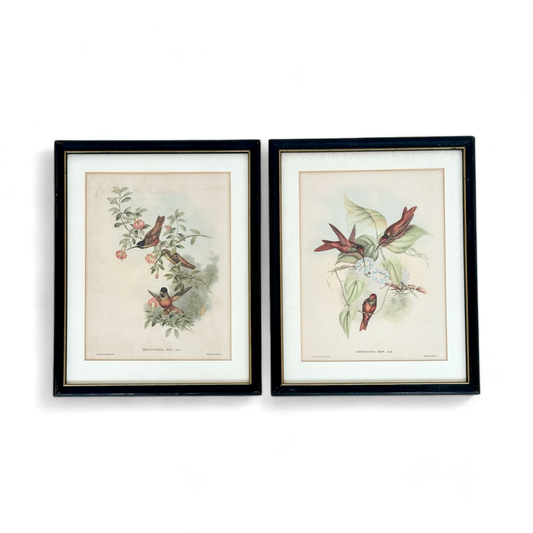 Family of Hummingbirds by John Gould, Pair