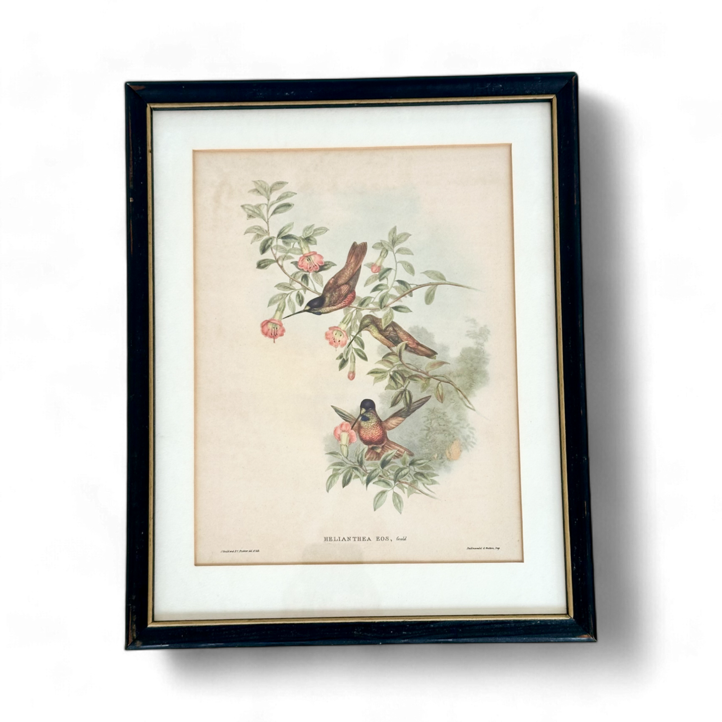 Family of Hummingbirds by John Gould, Pair