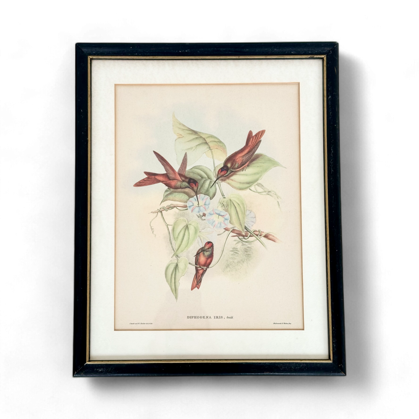 Family of Hummingbirds by John Gould, Pair