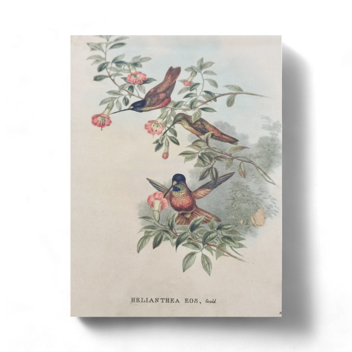 Family of Hummingbirds by John Gould, Pair