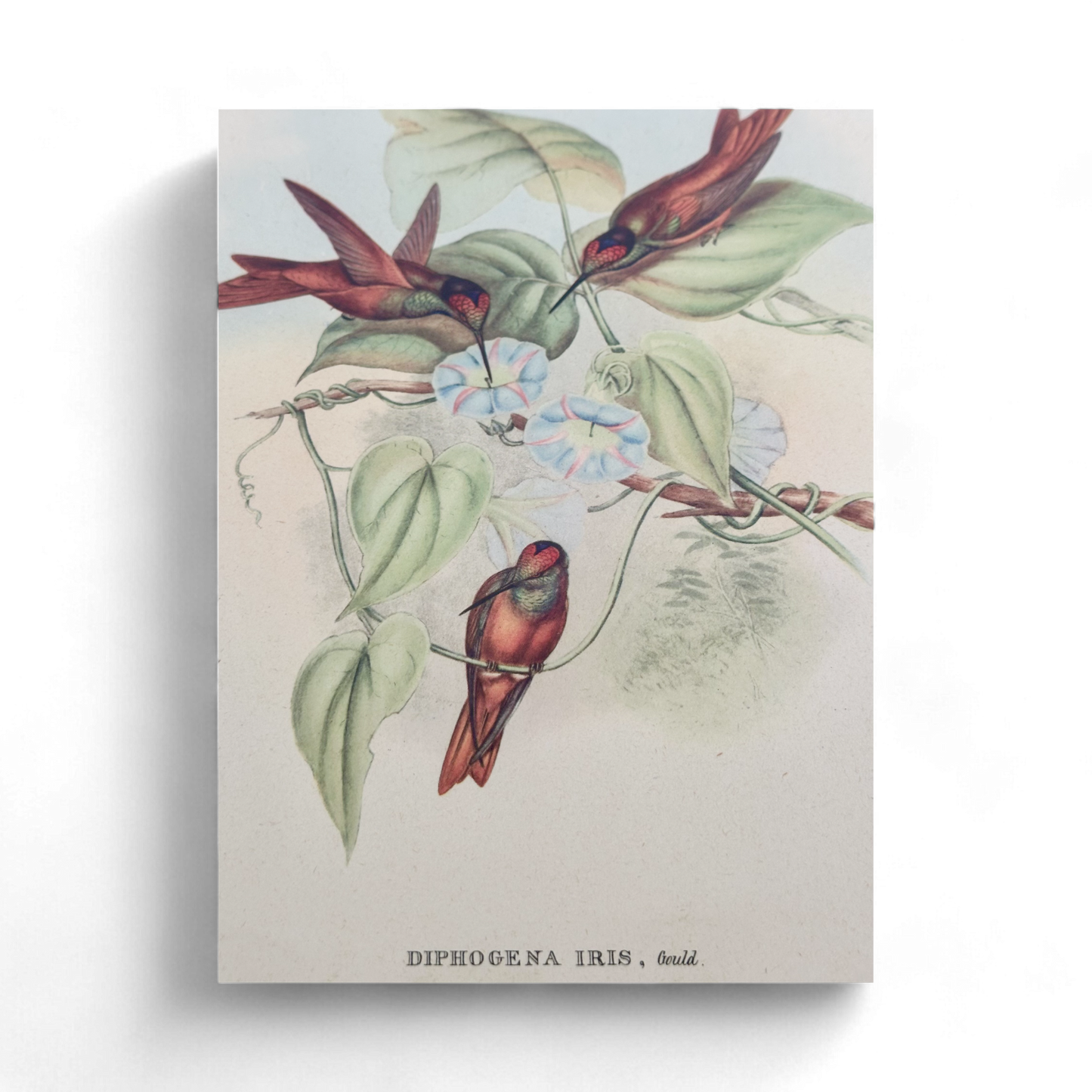 Family of Hummingbirds by John Gould, Pair