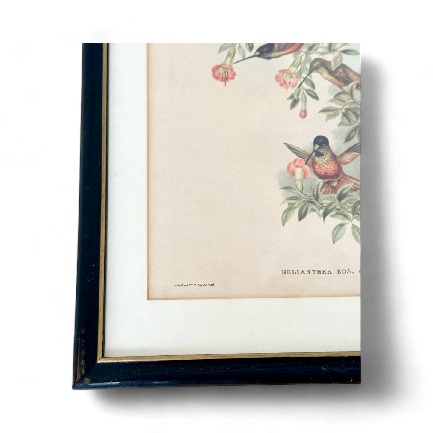 Family of Hummingbirds by John Gould, Pair